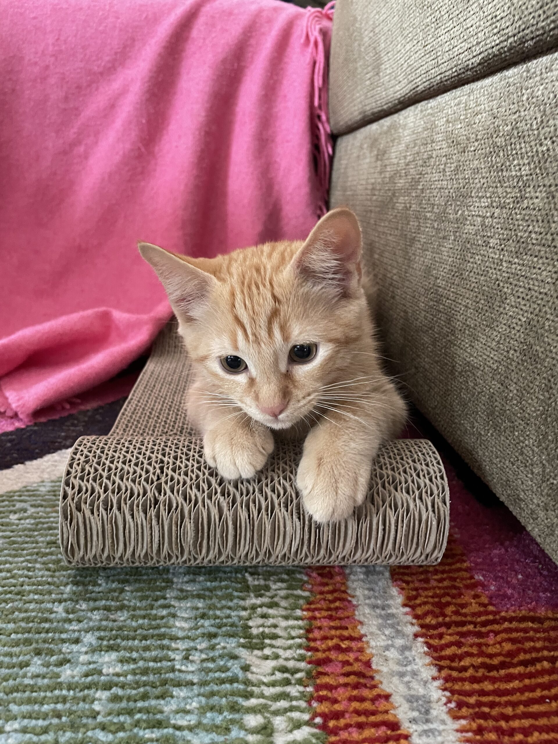 portrait petit chaton