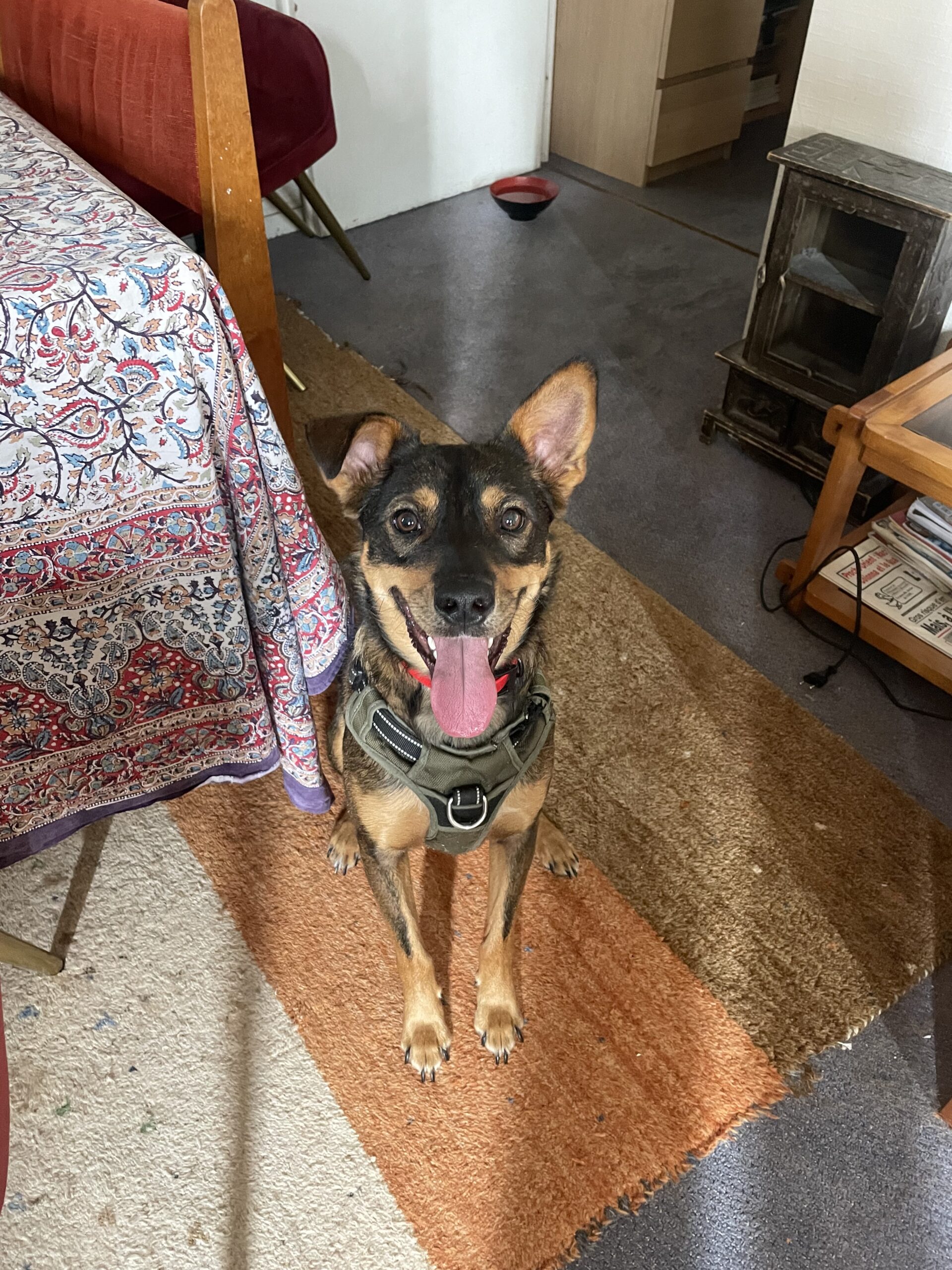 portrait chien tobby